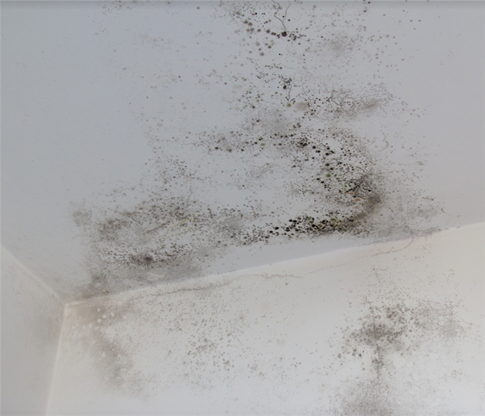 mold growing on the walls and ceiling of a room